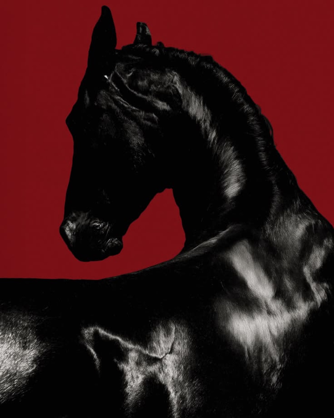 Stallion